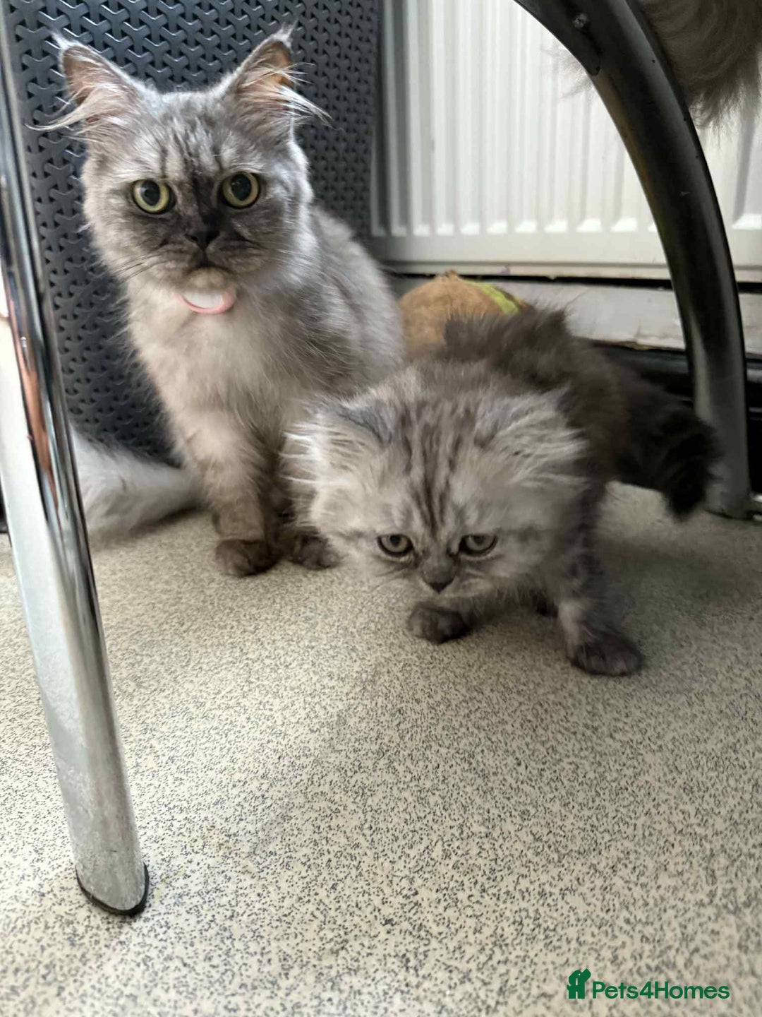 Persian cats for sale: Adorable 9Week Old Kitten Ready for a Loving Home  - Image 4