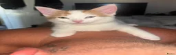 Mixed Breed cats for sale: Rehoming  in Castleford - Advert 3