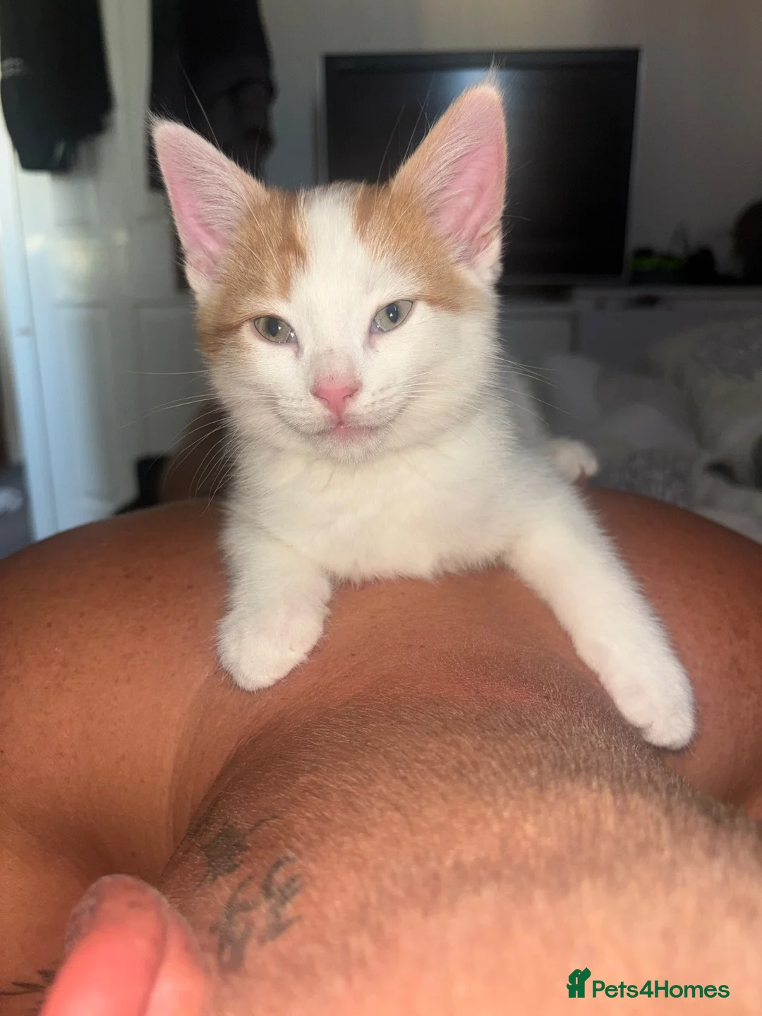 Mixed Breed cats for sale: Rehoming  in Castleford - Advert 3