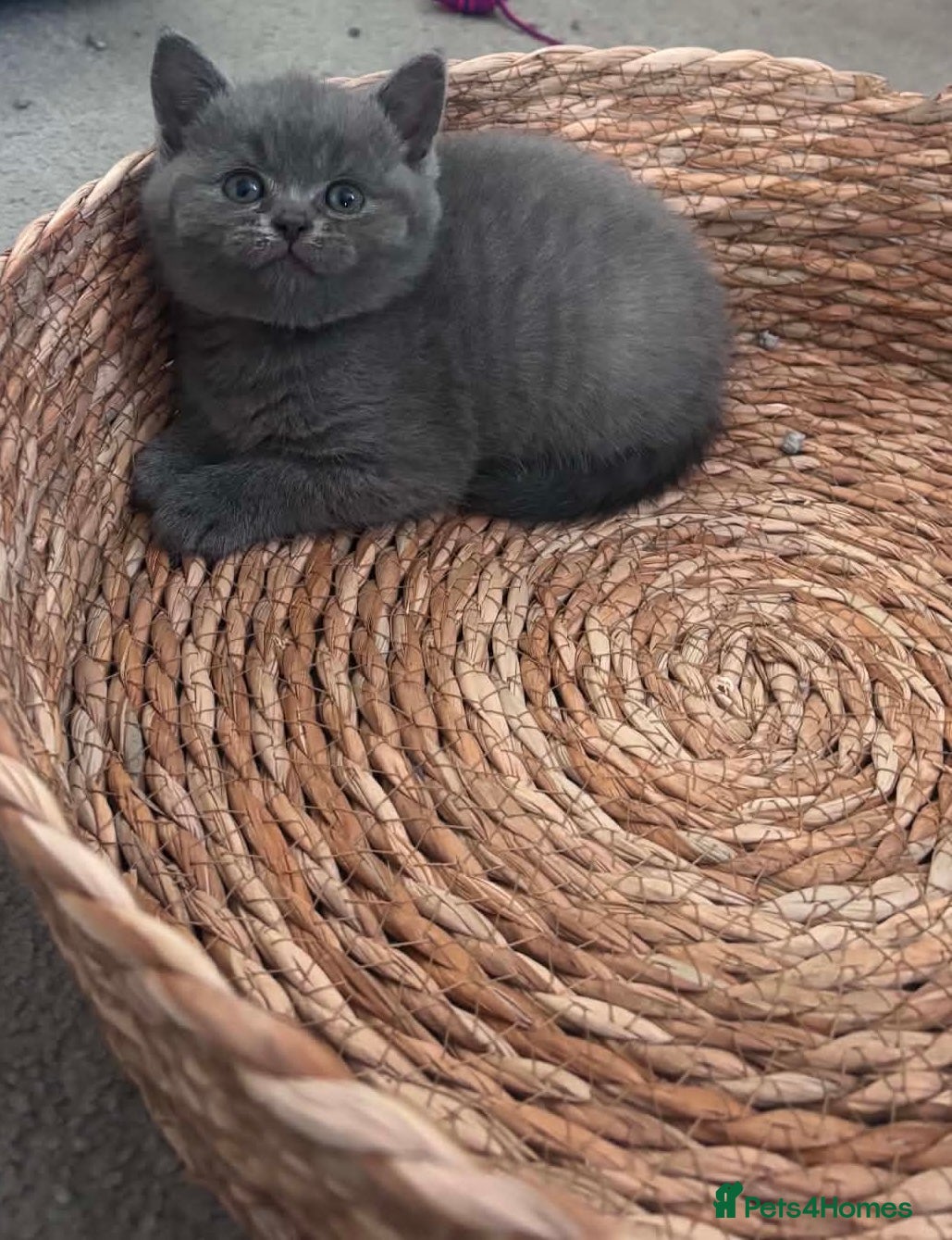 British Shorthair cats British shorthair kitten looking new home ❤️ - Advert 2