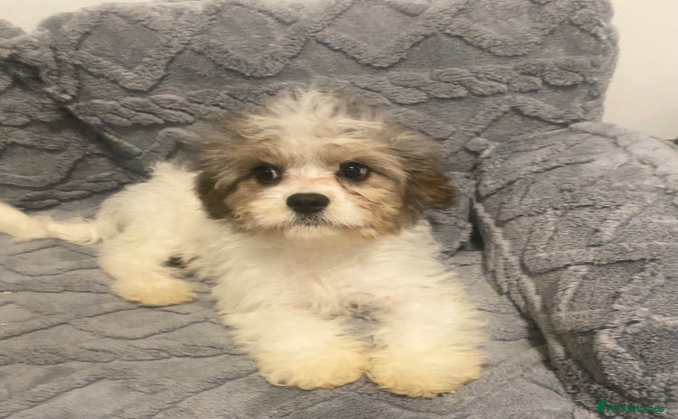 Cavapoo dogs - Advert 1