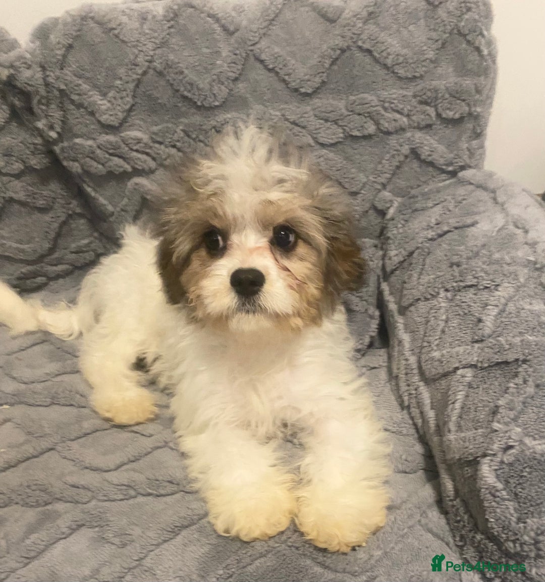 Cavapoo dogs for sale: Extensively Health tested F1 Toy Cavapoo puppies - Image 2