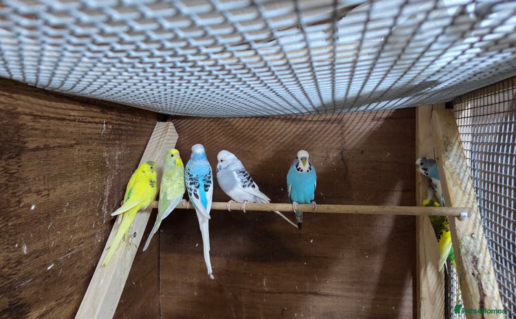 Budgerigars birds - Advert 1