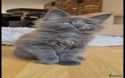 Maine Coon cats for sale: Maine coon pedigree kittens  - Image 14
