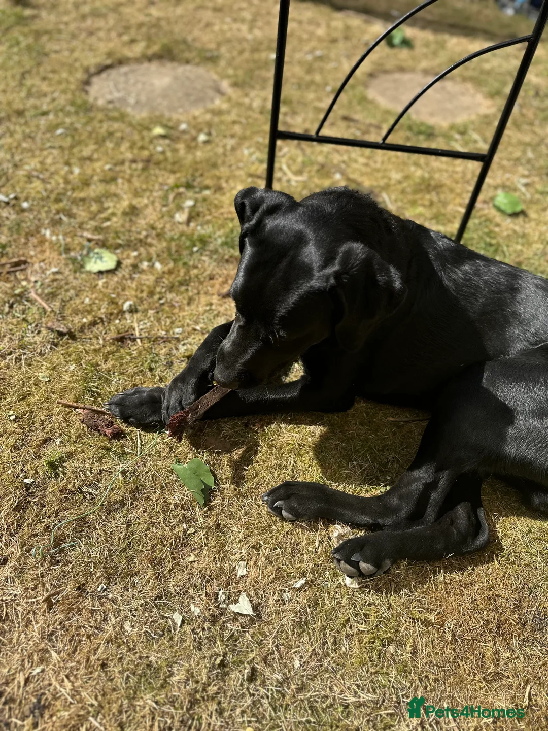 Labrador Retriever dogs for sale: Pure black lab - Advert 3