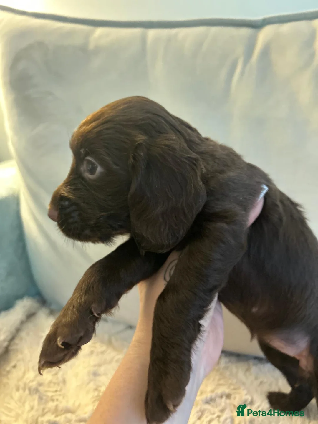 Cocker Spaniel dogs for sale: Working cocker spaniel puppies  - Advert 21
