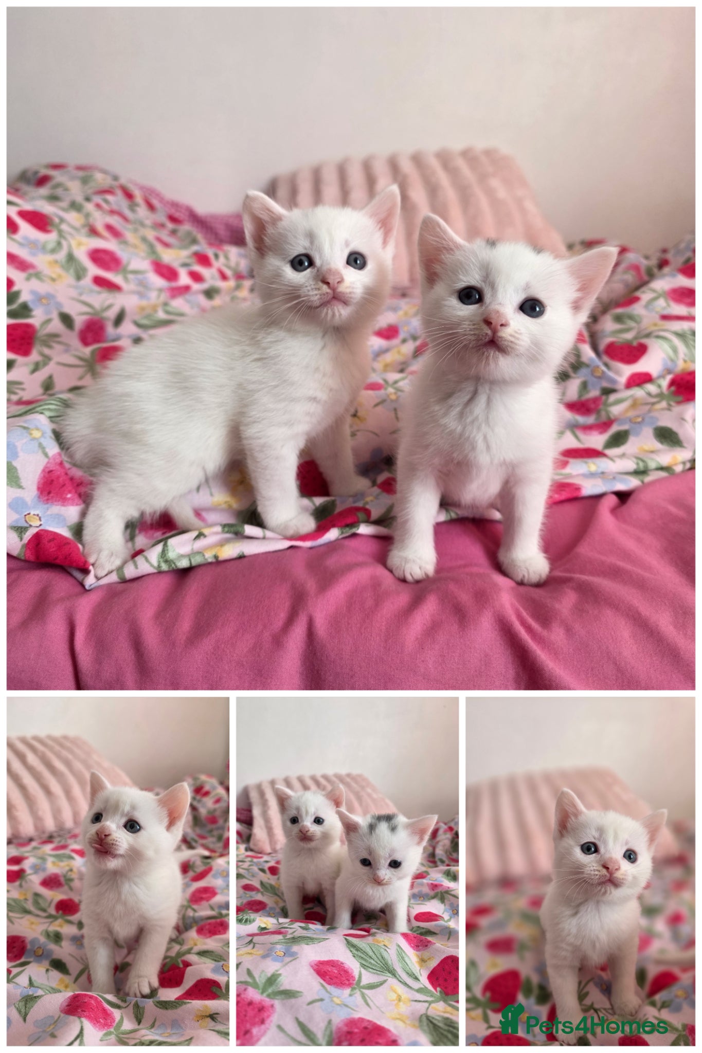 Mixed Breed cats Two white kittens are left 🩵🩷🐈‍⬛ - Advert 1