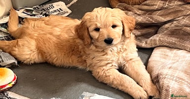 Goldendoodle dogs - Advert 9