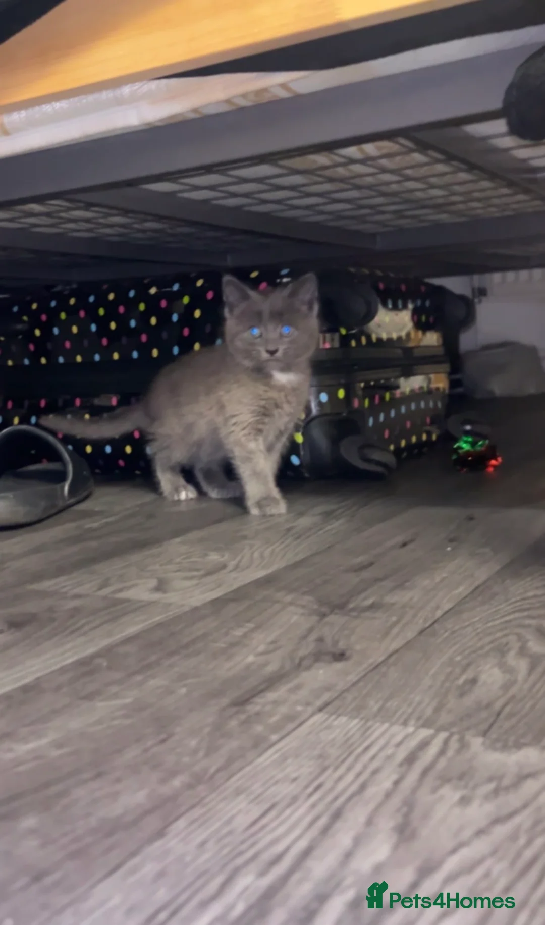 British Longhair cats for sale: Beautiful kitten  - Advert 8