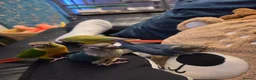 Conures birds for sale: Hand reared 325 ono - Advert 7
