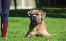 Cane Corso dogs for stud: 🧊 ANTIQUA FORTIS DA’VINCI OF PETRAANGELZ 🧊 - Image 8