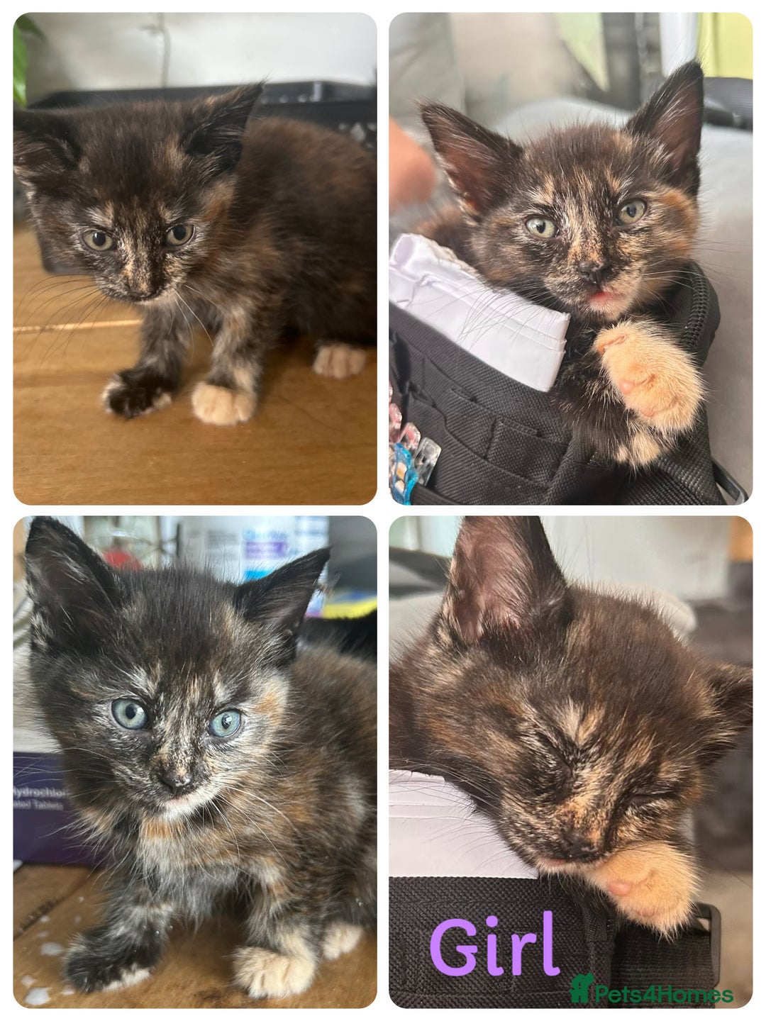 Domestic Shorthair cats for sale: Kittens for sale 3 x girls 1 x boy - Image 2