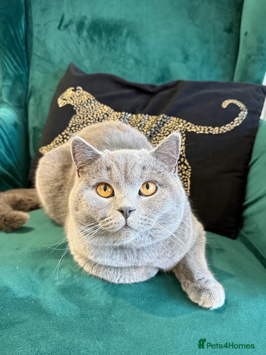 British Shorthair cats for stud: British Shorthair male –  stud available - Advert 7