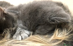 British Shorthair cats for sale: Two Beautiful British Shorthair Boys - Image 16