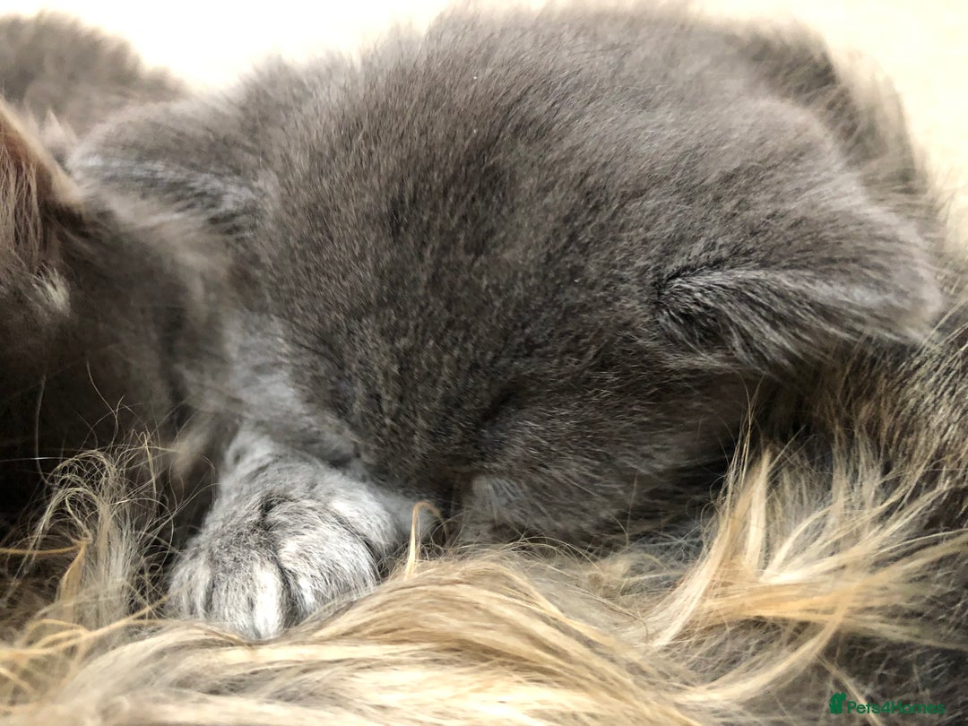 British Shorthair cats for sale: Two Beautiful British Shorthair Boys - Image 16