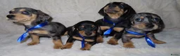 Dachshund dogs for sale: BEAUTIFUL DACHSHUND READY FOR FOREVER HOME!!! in Wolverhampton - Advert 4