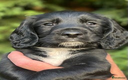Sprocker dogs for sale: Adorable sprockers  - Image 30