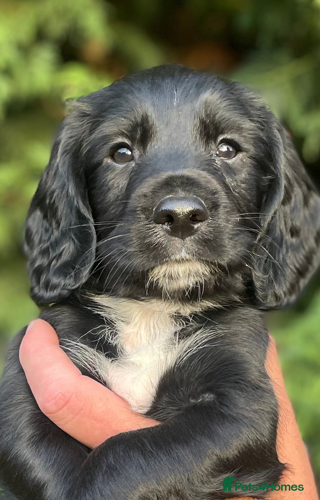 Sprocker dogs for sale: Adorable sprockers  - Image 30