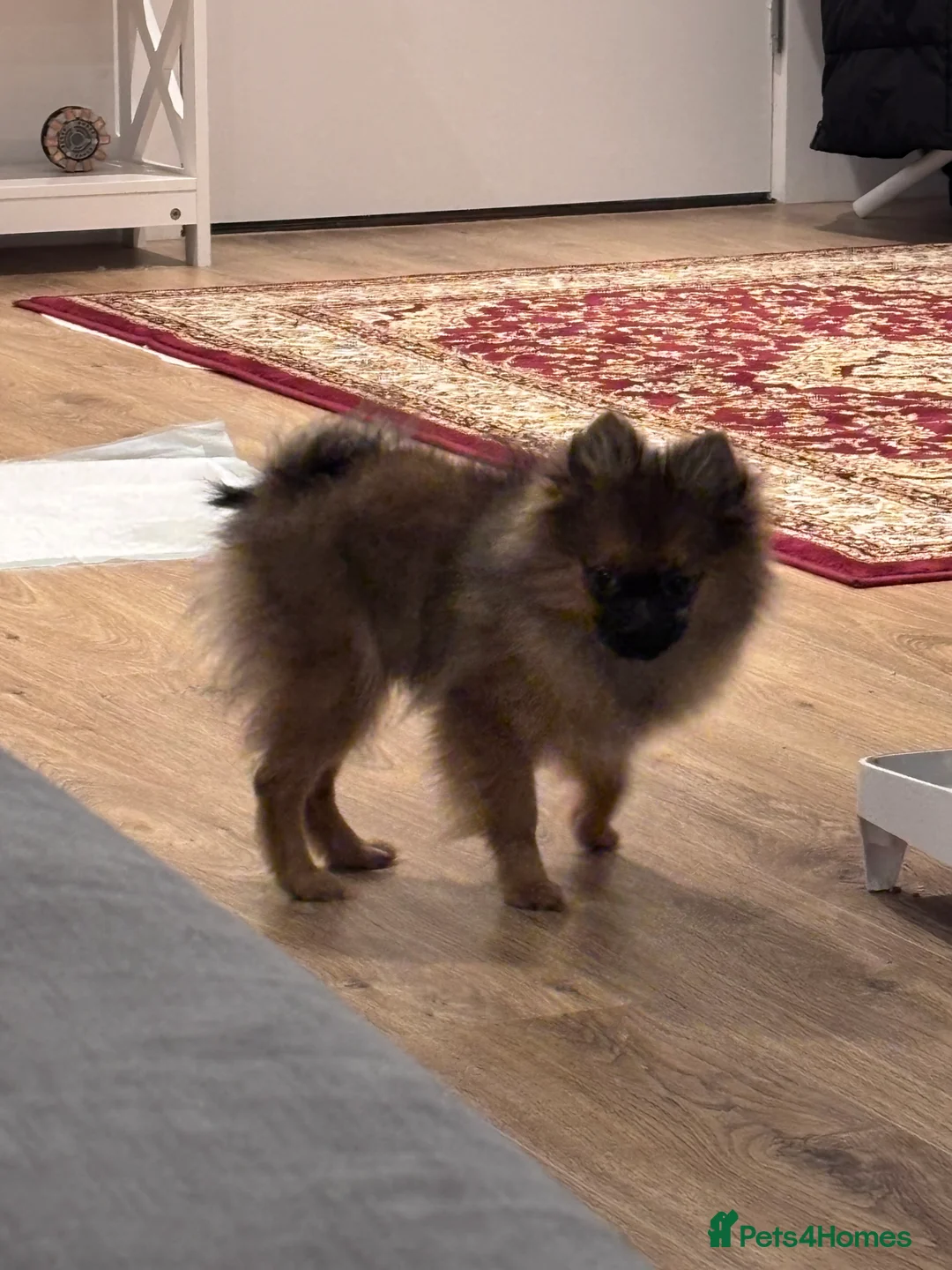 Pomeranian dogs for sale: 🐾 Stunning Male Pomeranian Puppy – £1,750 🐾 - Advert 12