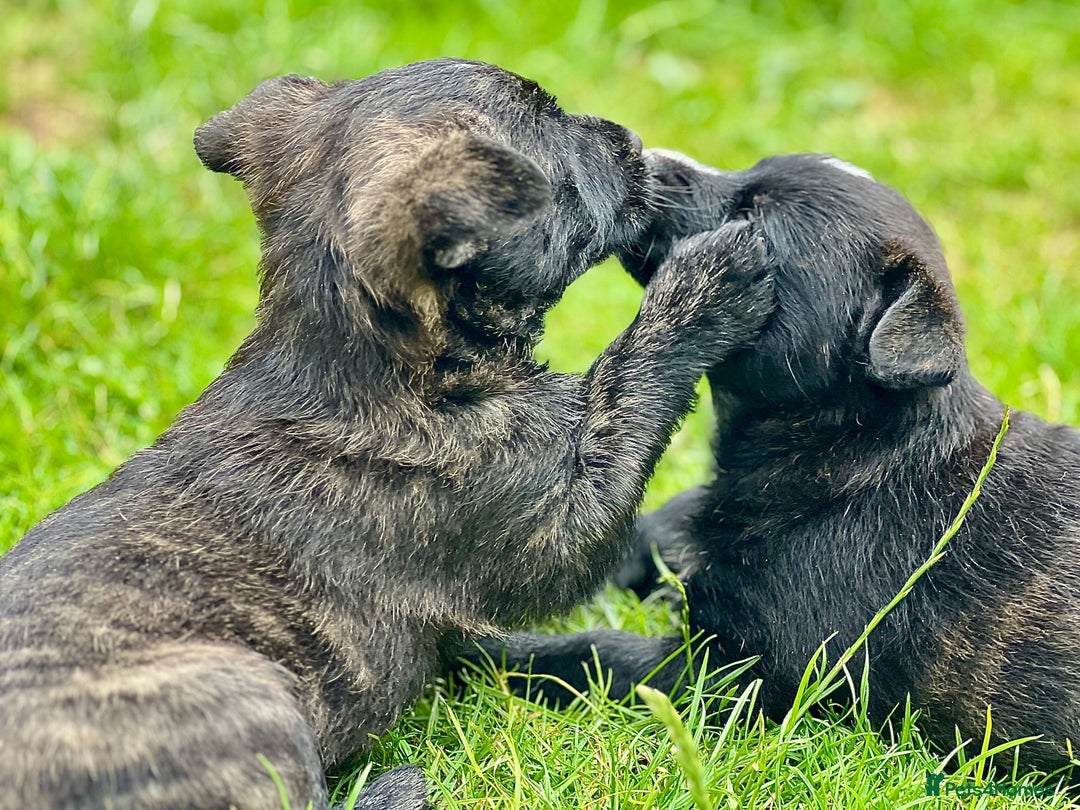Mixed Breed dogs for sale: Weeranian Pups - Image 13
