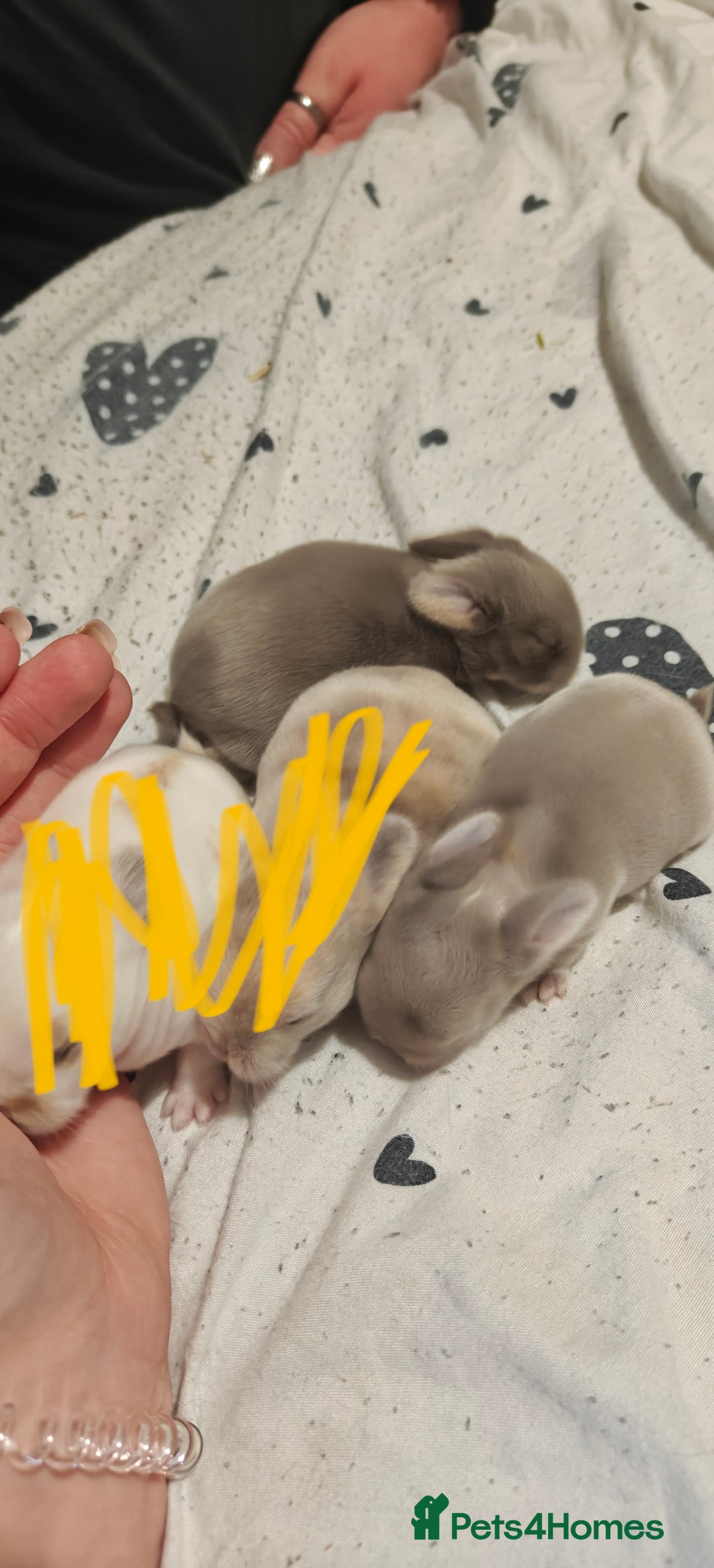 Mini Lion Lop rabbits for sale: Two beautiful healthy Mini Lops x Lion head babies - Advert 6