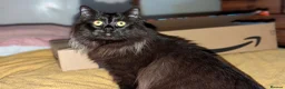 Maine Coon cats for sale: Beautiful Black Smoke Ragdoll Maine Coon Kittens  - Advert 21