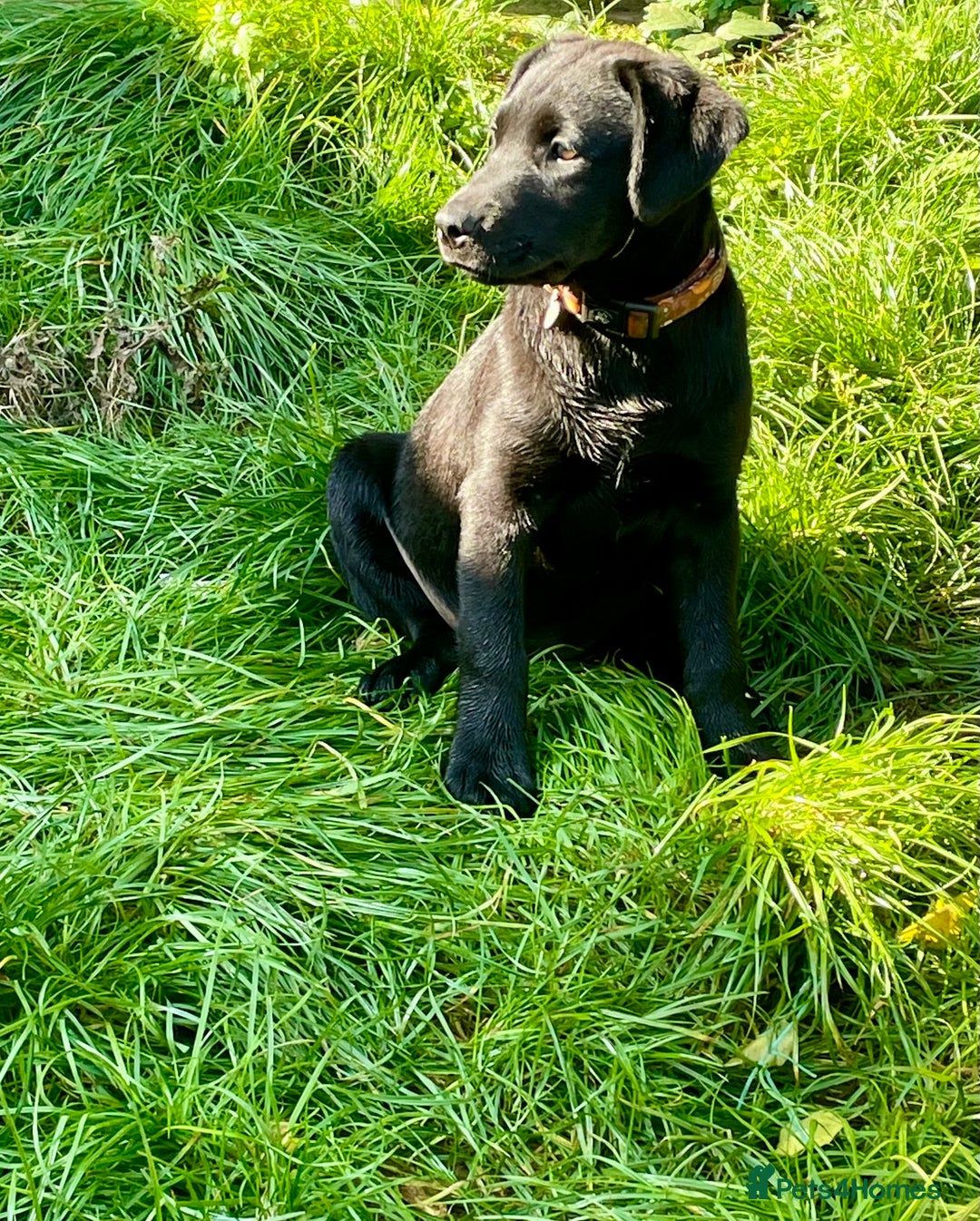 Mixed Breed dogs for sale: 2 beautiful nearly 6 month girls  - Advert 4