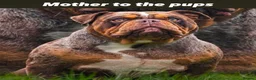 American Bully dogs for sale: Abkc American pockets - Advert 4