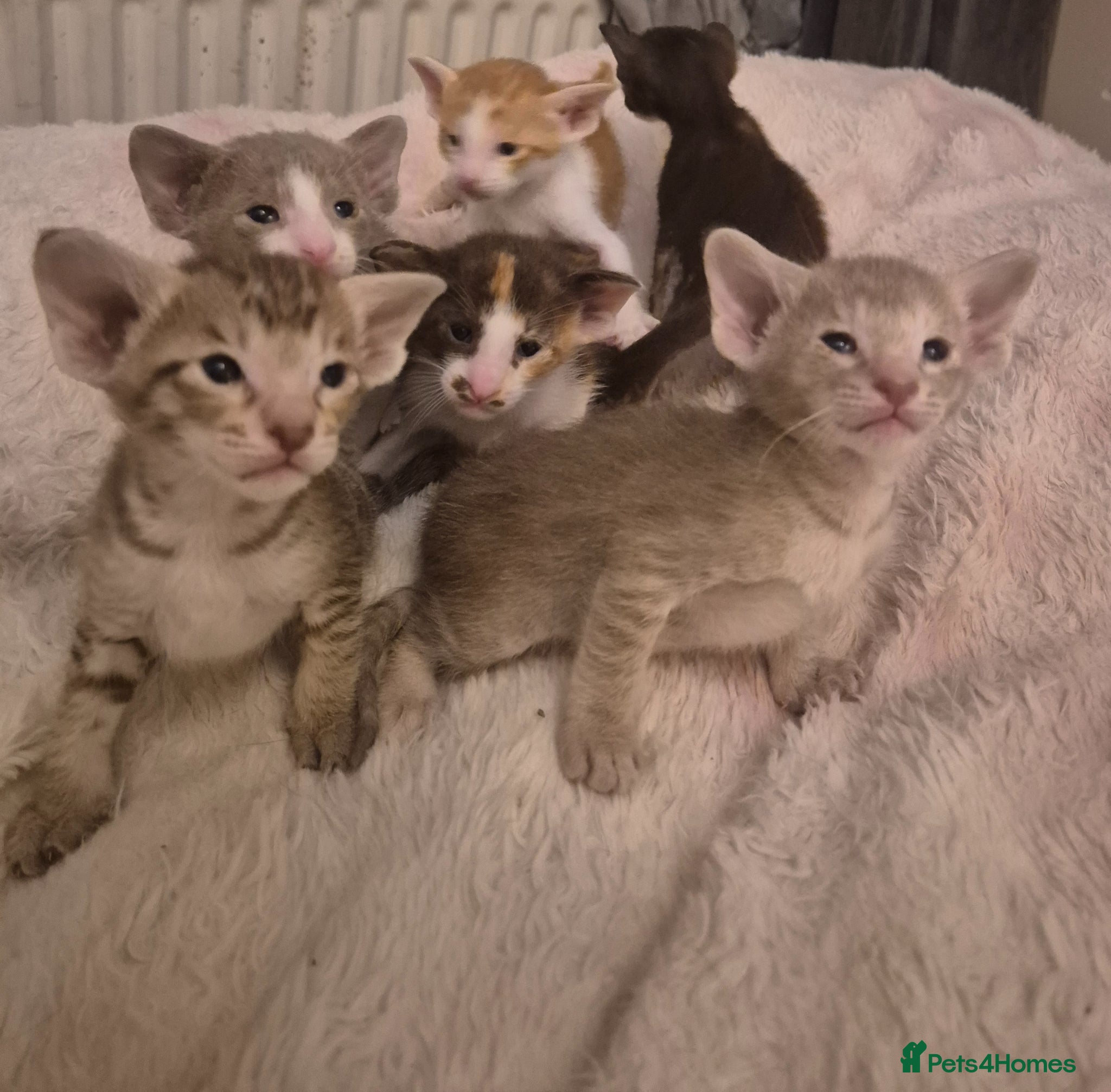 Oriental cats Pedigree Oriental kittens  - Advert 1