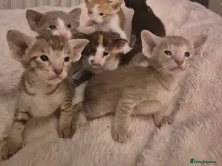Oriental cats Pedigree Oriental kittens - Advert 1