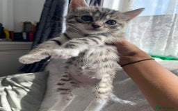 Bengal cats for sale: Kittens  - Image 1