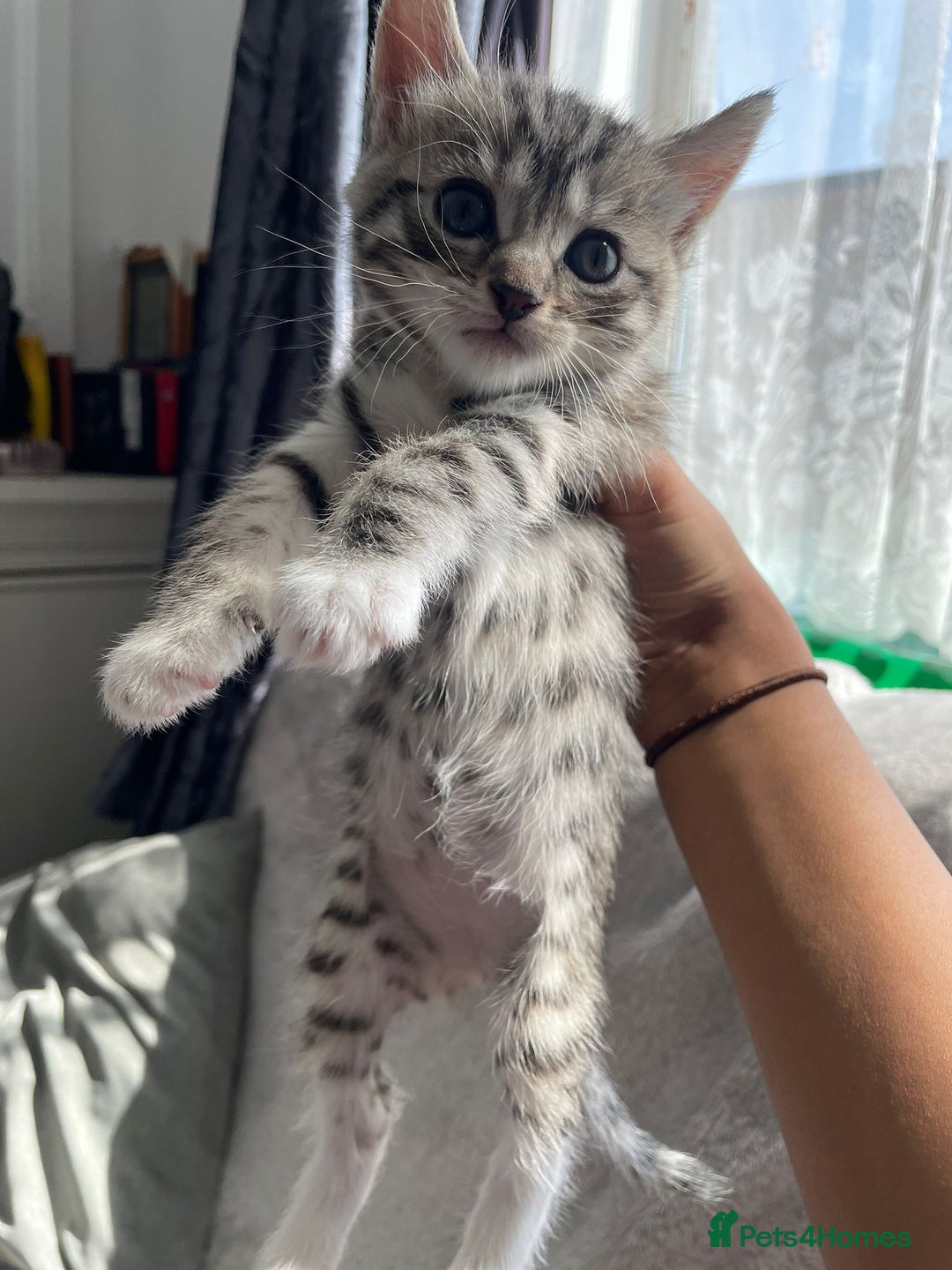 Bengal cats for sale: Kittens  - Image 1