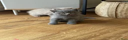 British Shorthair cats for sale: Beautiful British shorthair kittens  READY NOW 🐾 - Advert 5