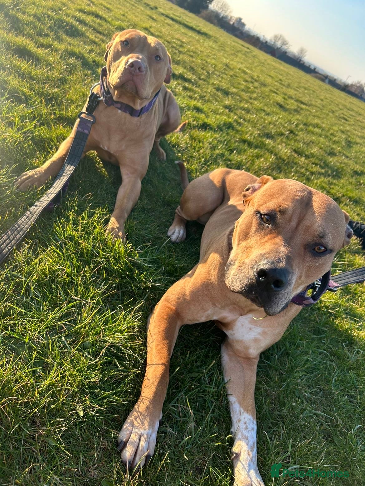 Mixed Breed dogs 2 staffy crosses  - Advert 1