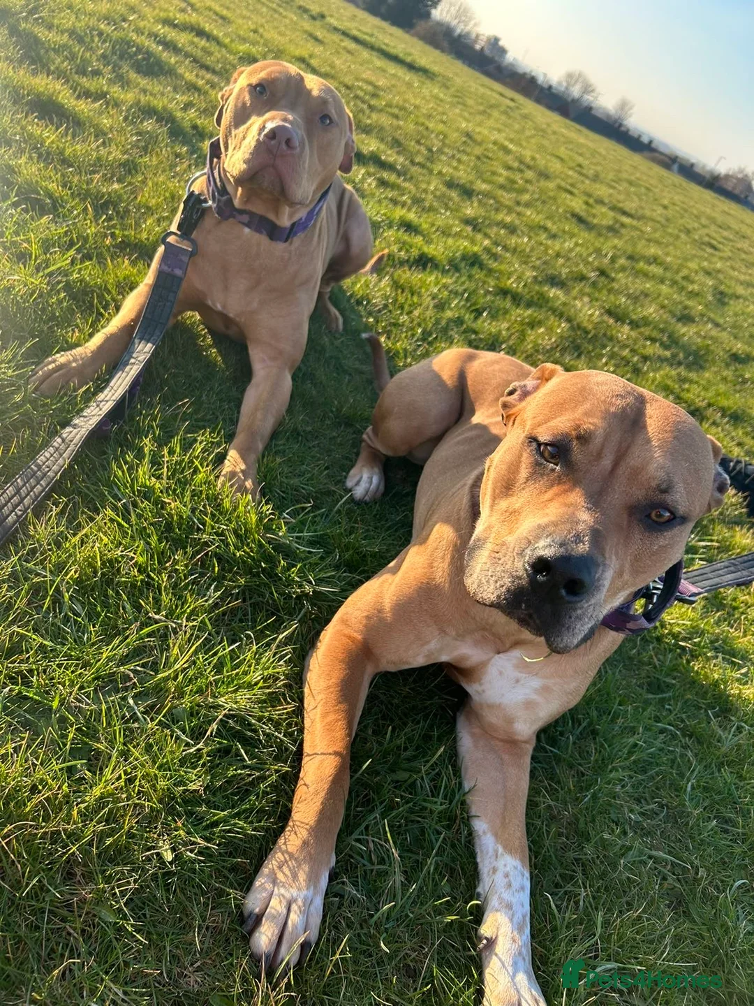 Mixed Breed dogs for adoption: 2 staffy crosses  in Middlesbrough - Advert 1
