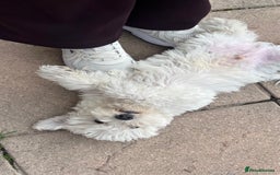 Mixed Breed dogs for sale: Bichon Mixed Breed  - Image 10