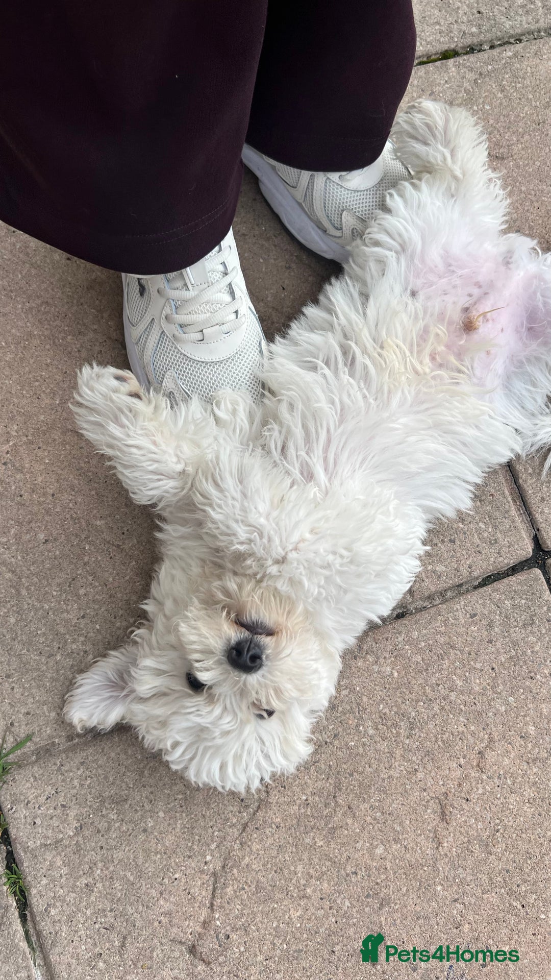 Mixed Breed dogs for sale: Bichon Mixed Breed  - Image 10