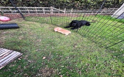Mini Lion Lop rabbits for sale: Beautiful baby mini lion lops  - Image 8