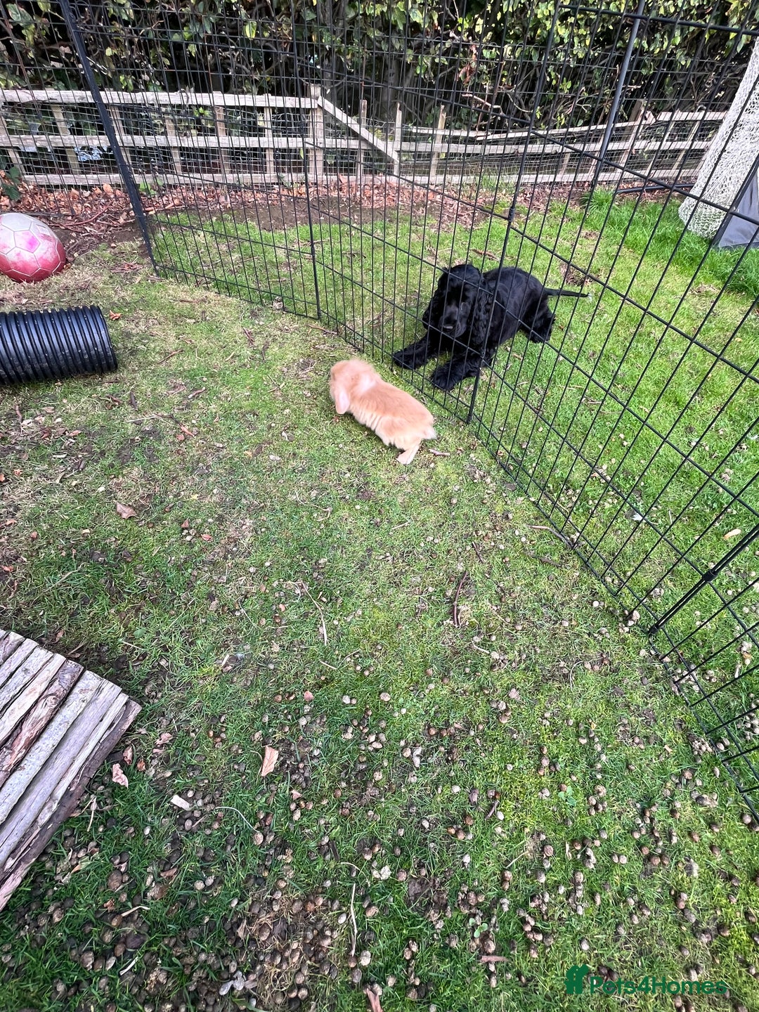 Mini Lion Lop rabbits for sale: Beautiful baby mini lion lops  - Image 8