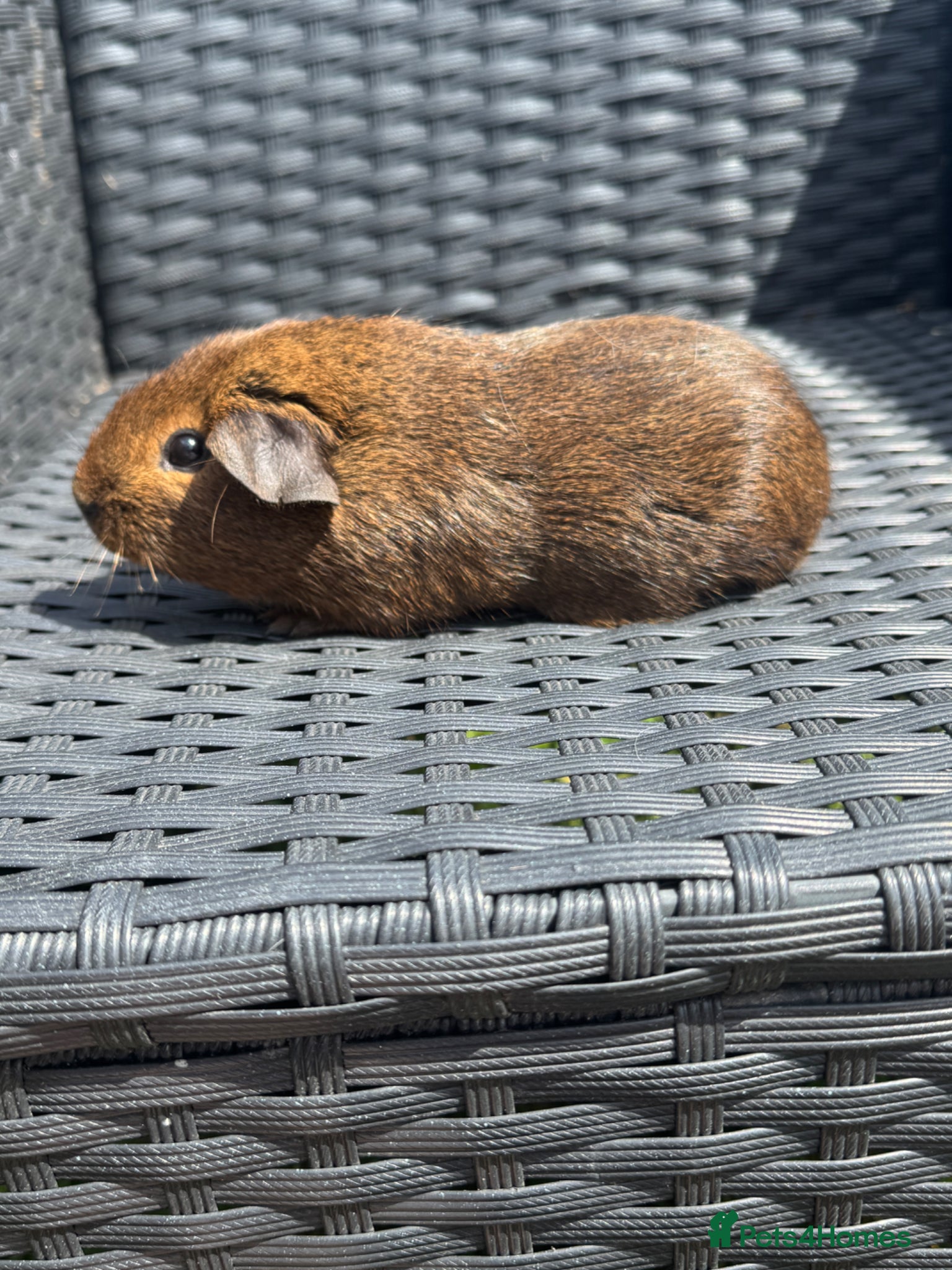 Guinea Pig rodents for sale: Pair of brothers  in Billingshurst - Advert 4