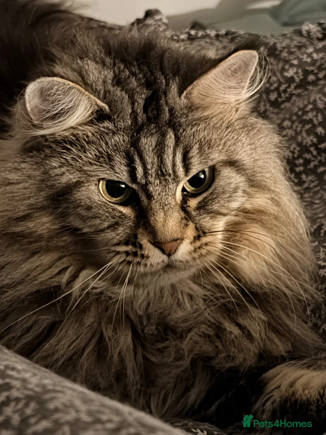 Maine Coon cats for sale: 5 yr old female MC - Advert 2