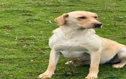 Labrador Retriever dogs for sale: Cream Adult Female Labrador  - Image 13
