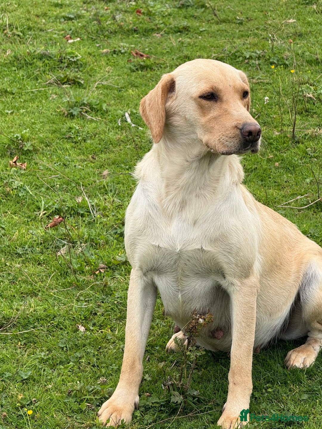 Labrador Retriever dogs for sale: Cream Adult Female Labrador  - Image 13