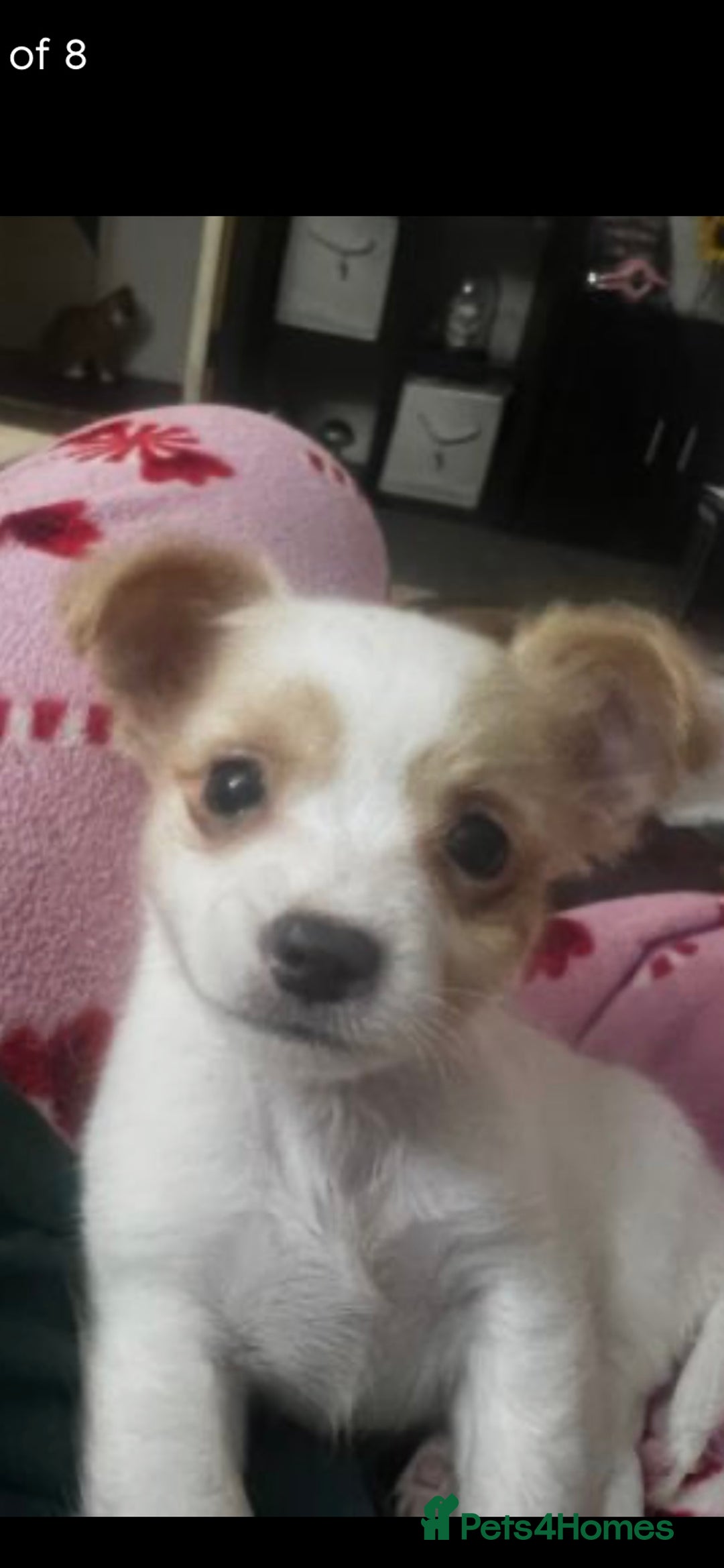 Mixed Breed dogs for sale: Mixed breed  - Advert 5