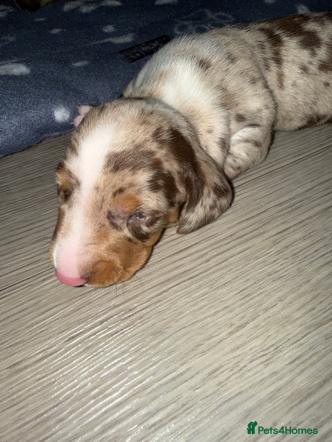 Miniature Dachshund dogs for sale: 🐾 5 Mini Dachshunds 4 dappled, 1 choc 🐾 - Advert 25