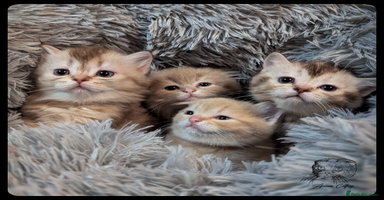 Scottish Fold cats - Advert 10