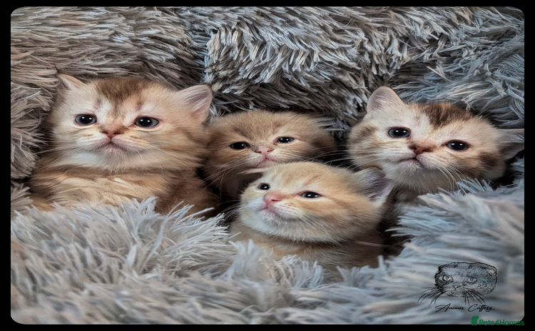 Scottish Fold cats - Advert 2