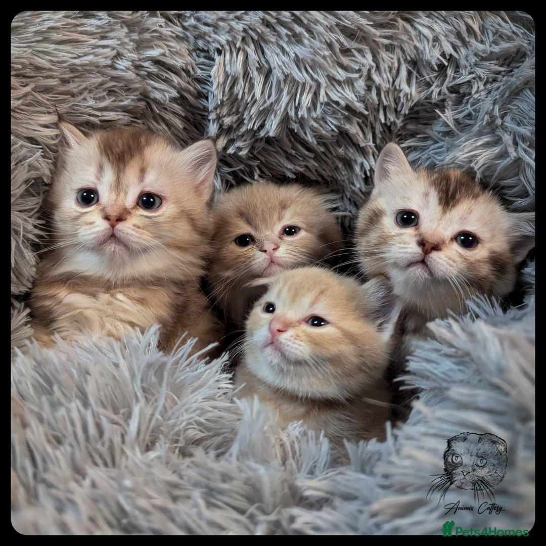 Scottish Fold cats for sale: TICA Registered Scottish kittens - Image 26