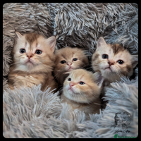 Scottish Fold cats - Advert 3