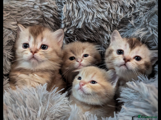 Scottish Fold cats - Advert 33